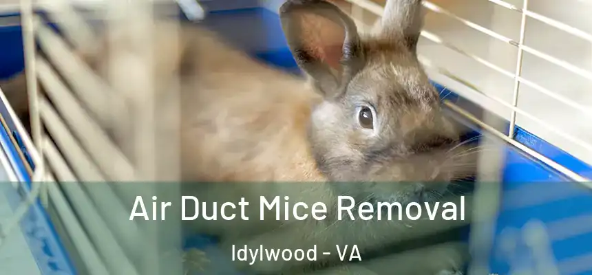  Air Duct Mice Removal Idylwood - VA
